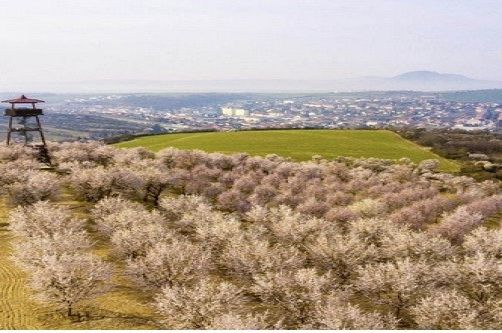 Limonáda z mandlového sirupu